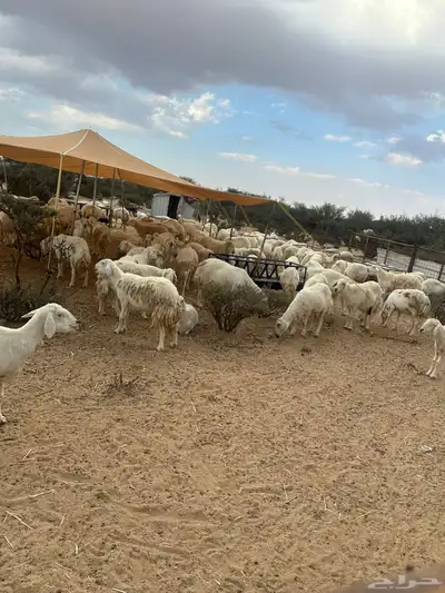 غنم حريات حرش صنف للبيع دفيع مقربات 2