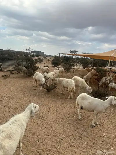 غنم حريات حرش صنف للبيع دفيع مقربات 0