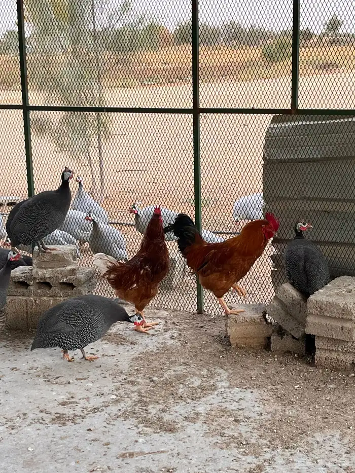 ديوك فرنسي لوهمان بيور 3
