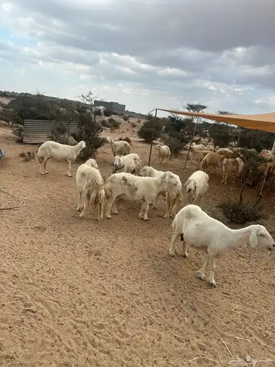 غنم حريات حرش صنف للبيع دفيع مقربات 4