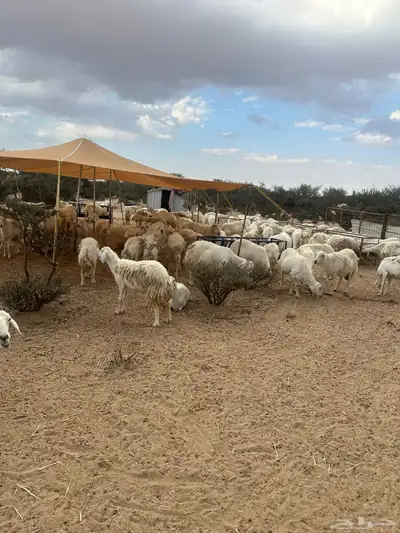 غنم حريات حرش صنف للبيع دفيع مقربات 7