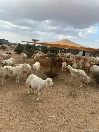 غنم حريات حرش صنف للبيع دفيع مقربات 5