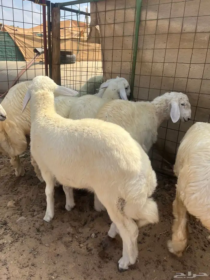 طليان حري فل شحم ولحم 9