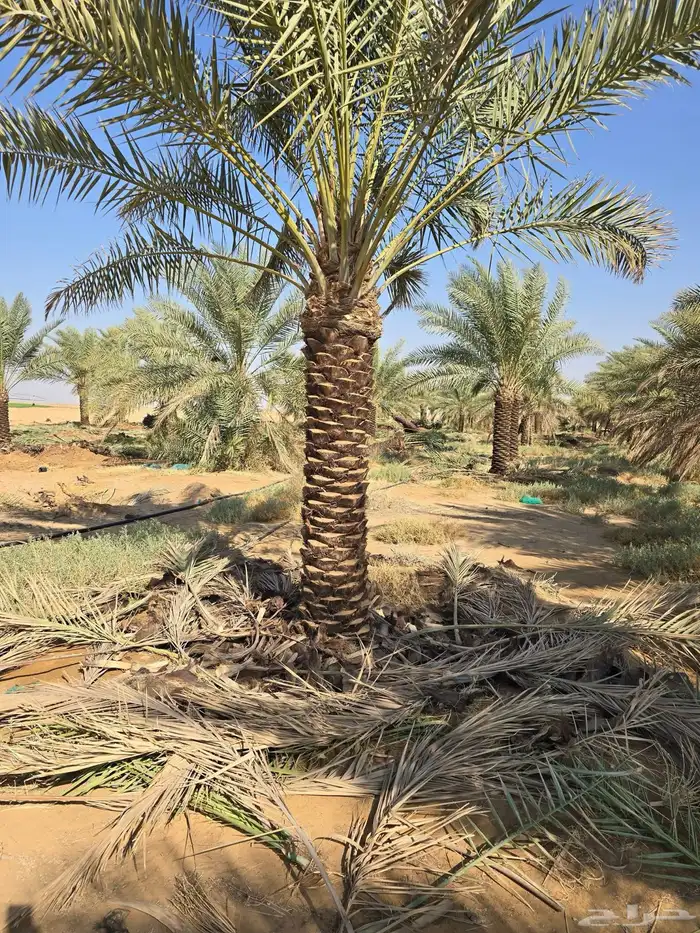 نخيل مثمر للبيع 7
