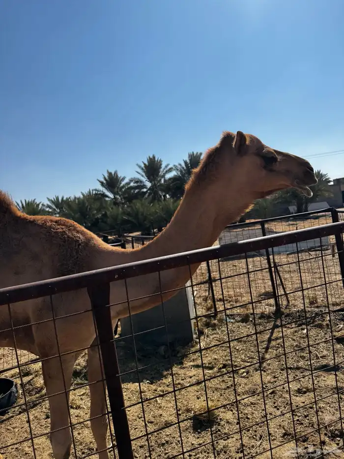 قعود 0