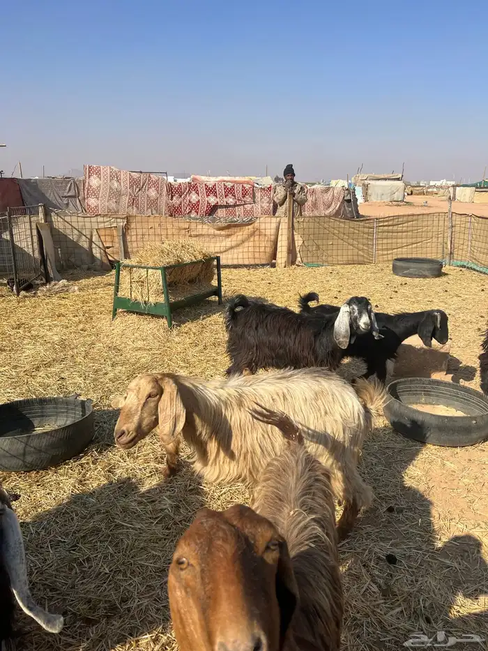 معزاء مراح للبيع 0