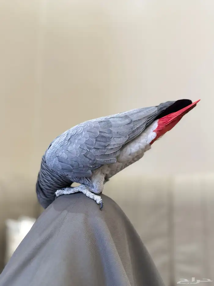 كاسكو هولندي أليف هدد داخلي 3