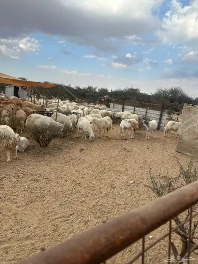 غنم حريات حرش صنف للبيع دفيع مقربات 6
