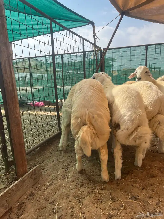 طليان حري فل شحم ولحم 1