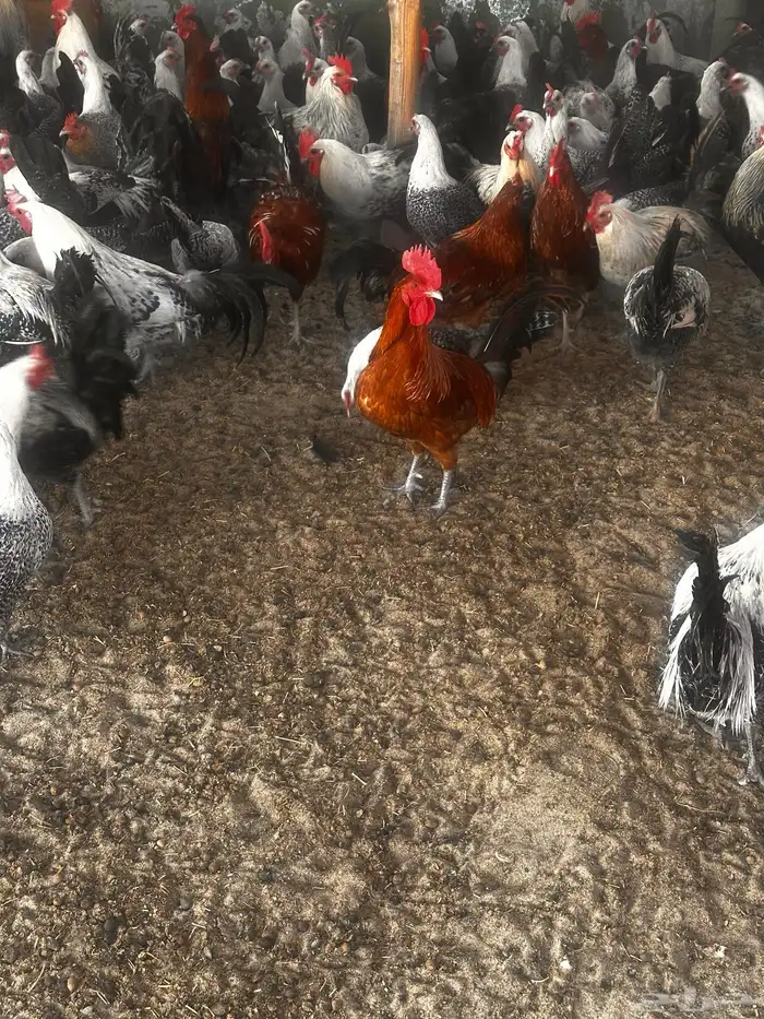 للبيع دجاج وديكه 1