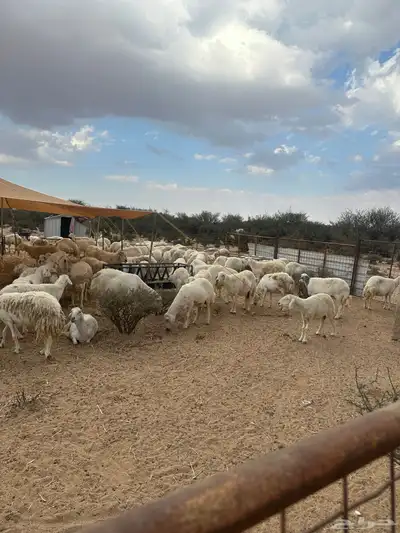 غنم حريات حرش صنف للبيع دفيع مقربات 1