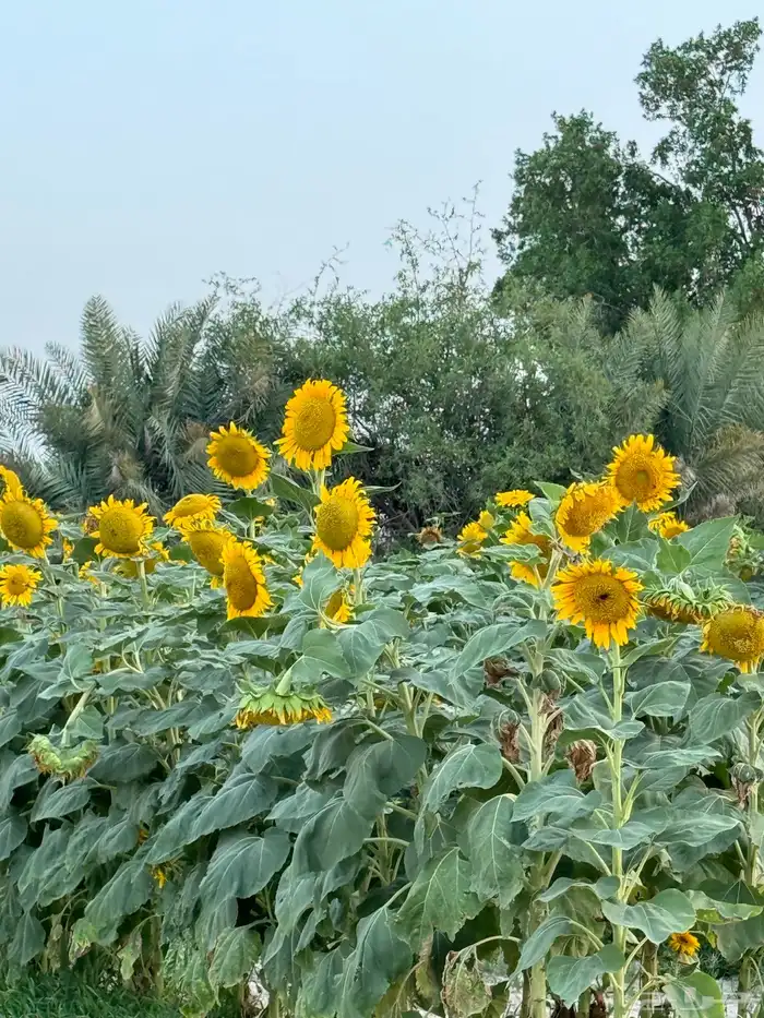 حفار ابار ارتوازية وصيانتها حفر تعميق تنظيف تنزيل مواسير 0