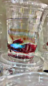 سمك زينه للبيع ب7 ريال 1