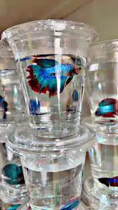 سمك زينه للبيع ب7 ريال 7