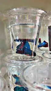 سمك زينه للبيع ب7 ريال 8