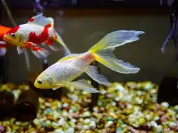 سمك زينه للبيع ب7 ريال 3