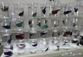 سمك زينه للبيع ب7 ريال 6