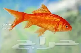 سمك زينه للبيع ب7 ريال 4