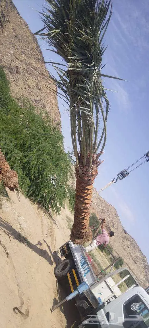 إنخل للبيع 9