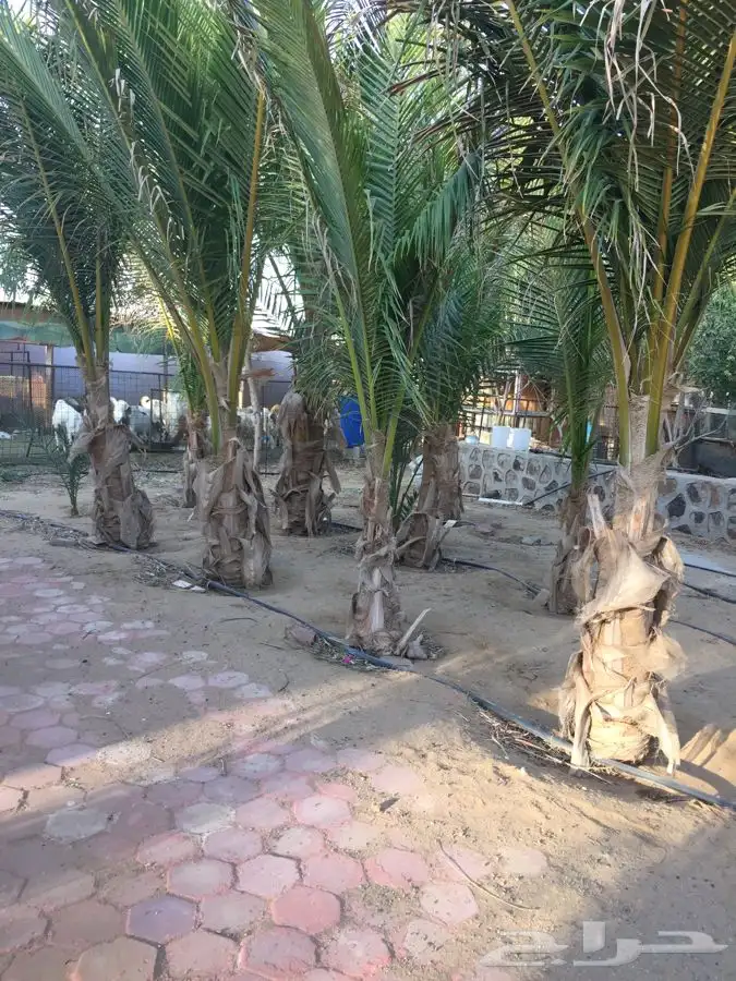 نخل نارجيل جميع الاطوال مع التوصيل 2