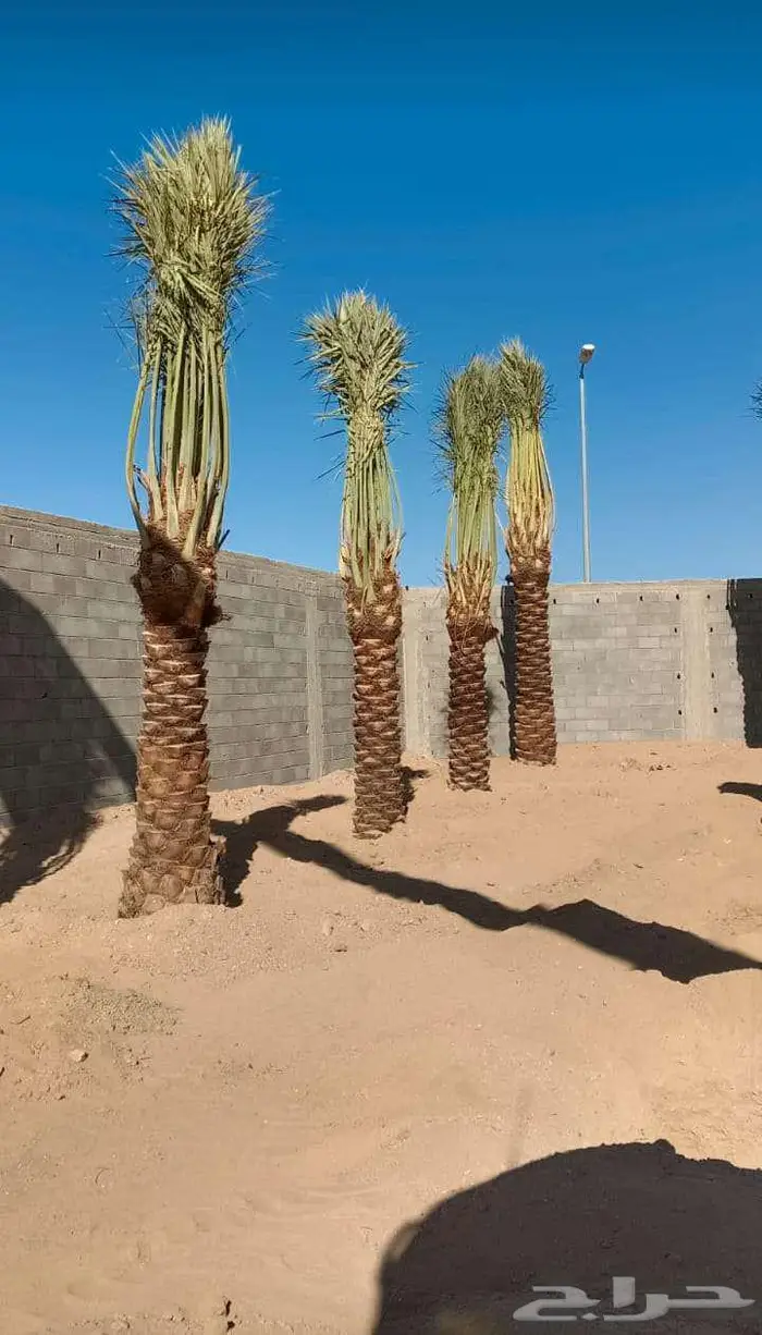 إنخل للبيع 2