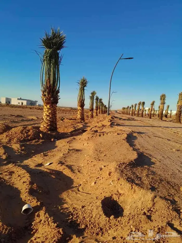 إنخل للبيع 4