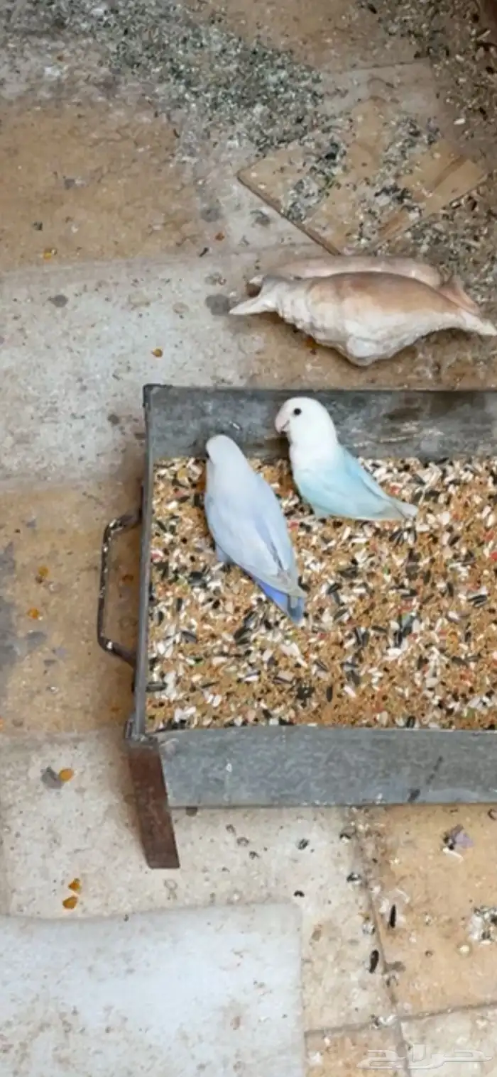 زوج روز منتج على بيض 1