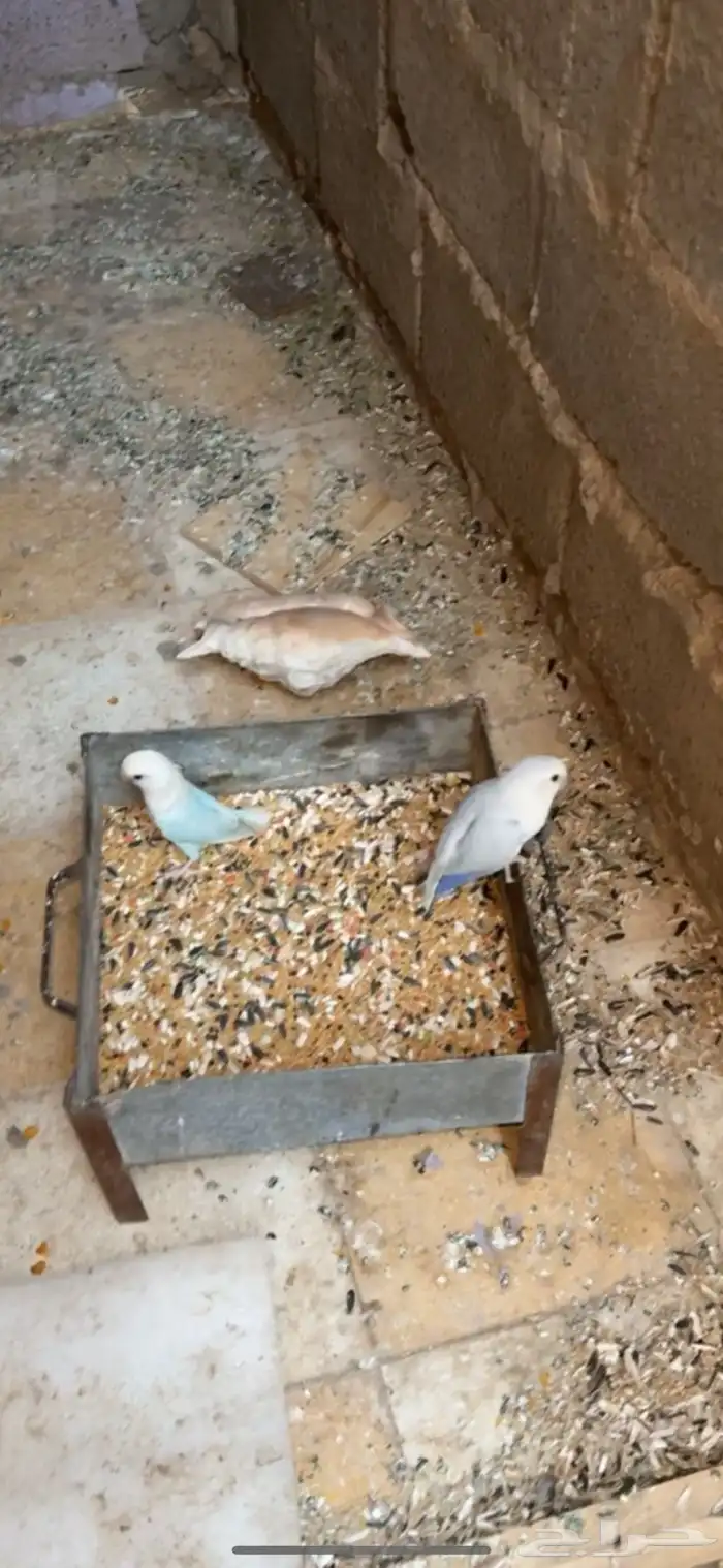 زوج روز منتج على بيض 2