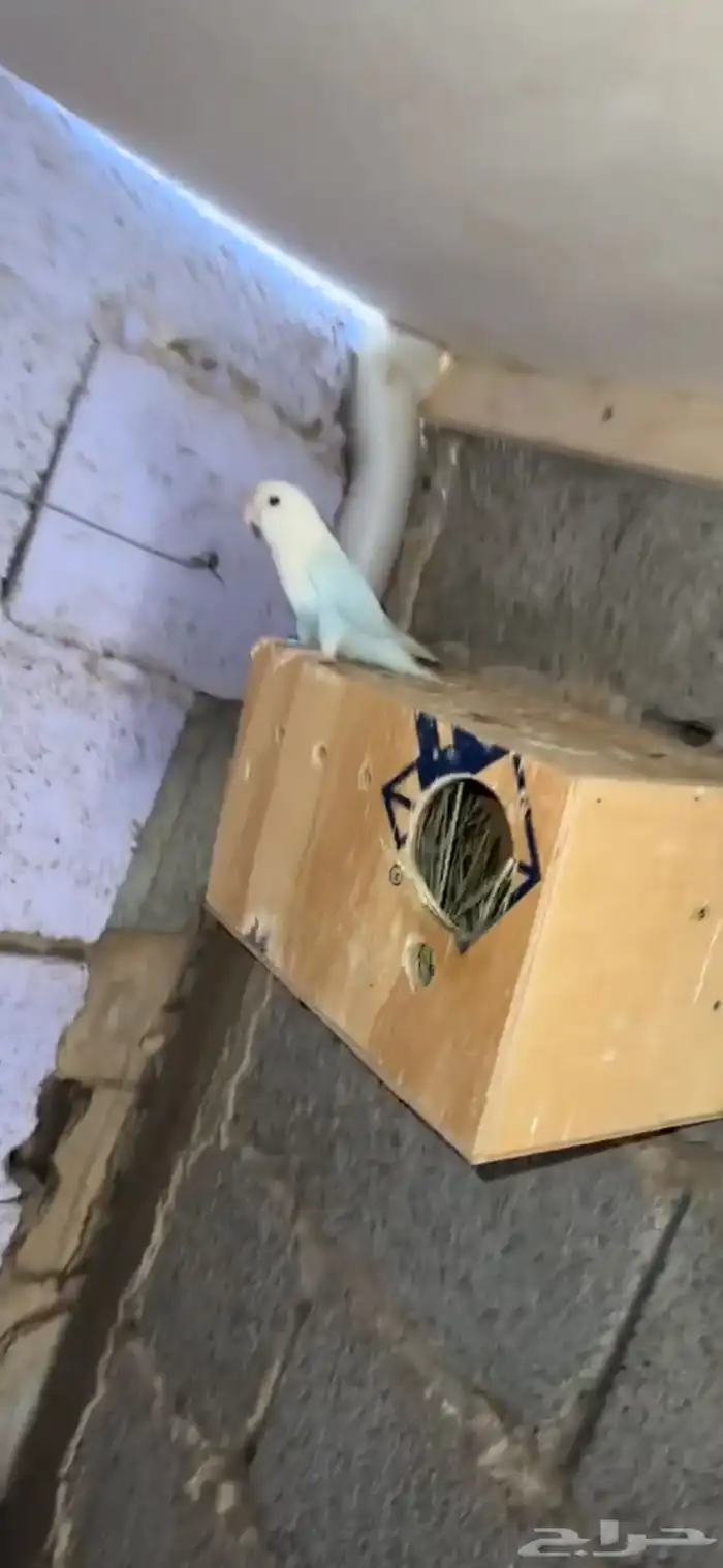 زوج روز منتج على بيض 0