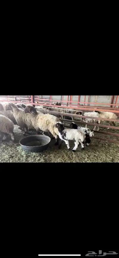 غنم نعيم مطافيل 3