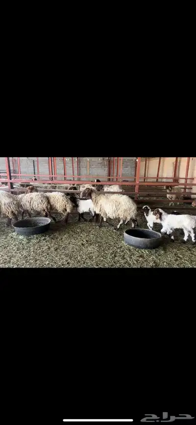 غنم نعيم مطافيل 4