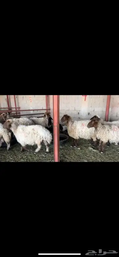 غنم نعيم مطافيل 2
