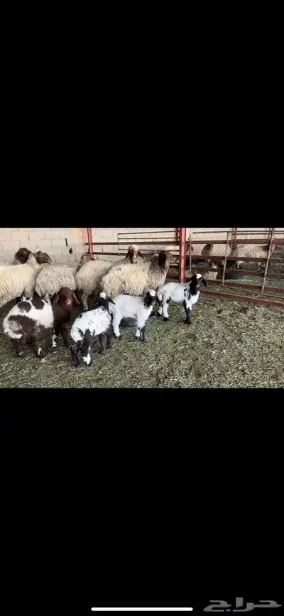 غنم نعيم مطافيل 1