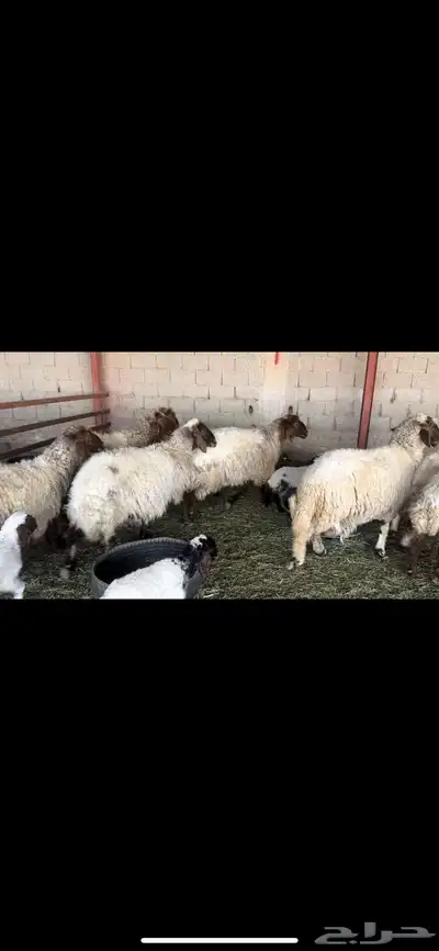 غنم نعيم مطافيل 6