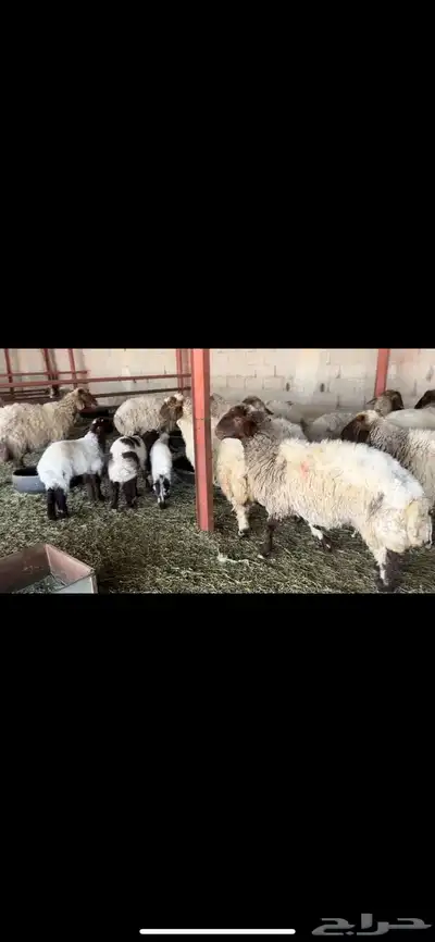 غنم نعيم مطافيل 0
