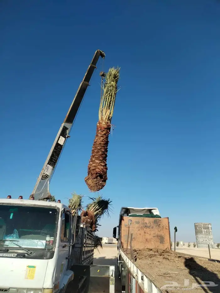 إنخل للبيع 6