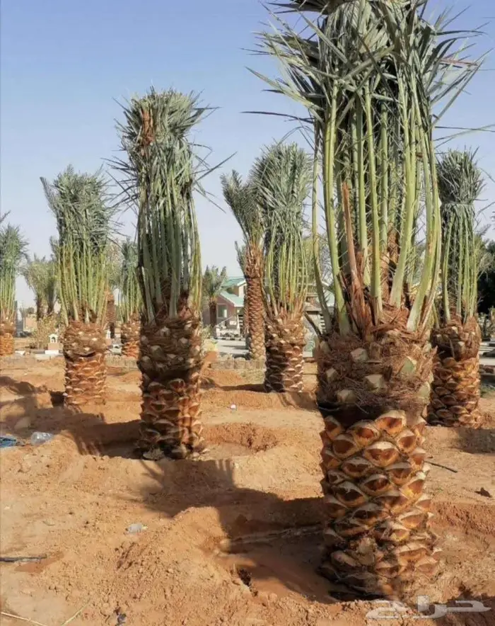 إنخل للبيع 7