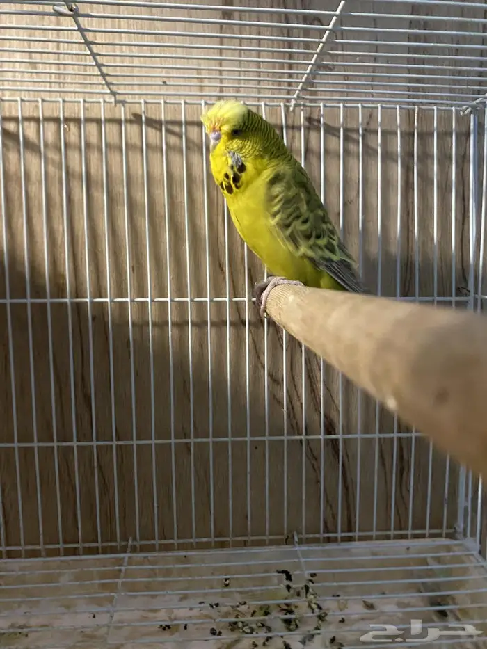 جوز بادجي انقلش توب تم البيع 3