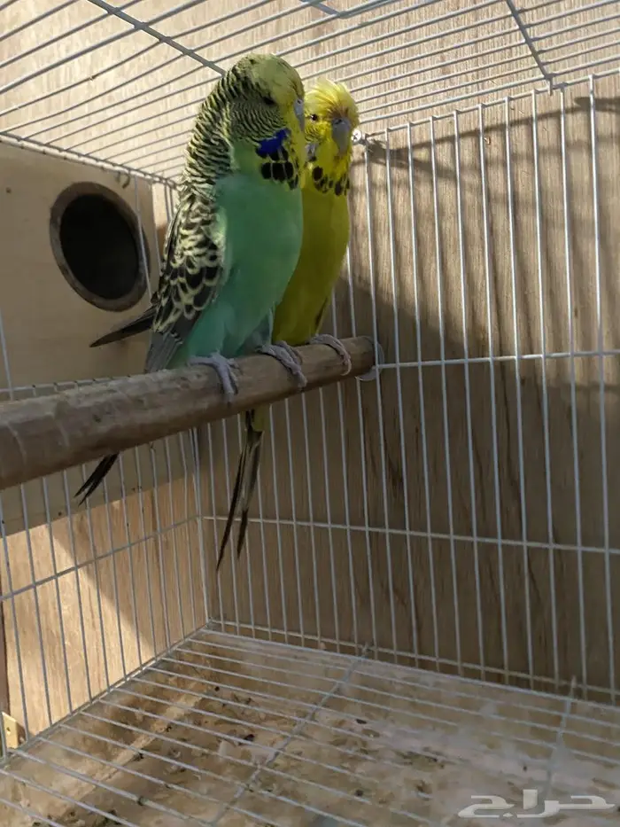 جوز بادجي انقلش توب تم البيع 2