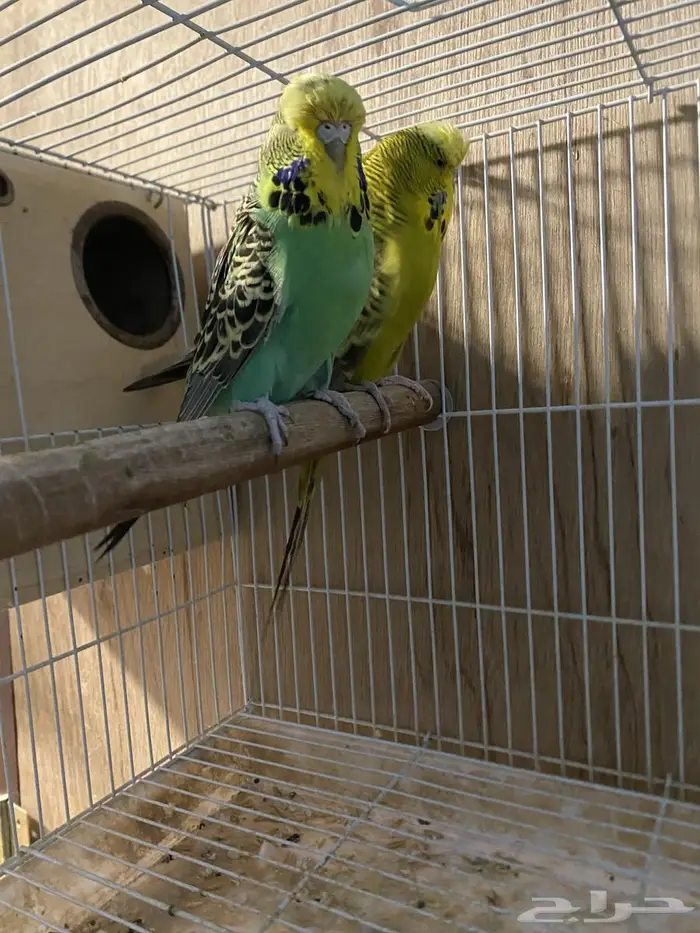 جوز بادجي انقلش توب تم البيع 0