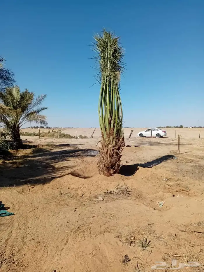 إنخل للبيع 5