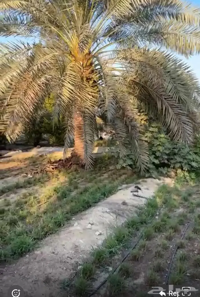 نخيل للبيع 5