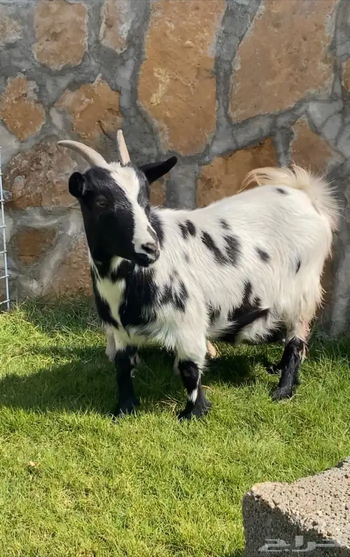 عنز قزميه والد يالمجمعه 0