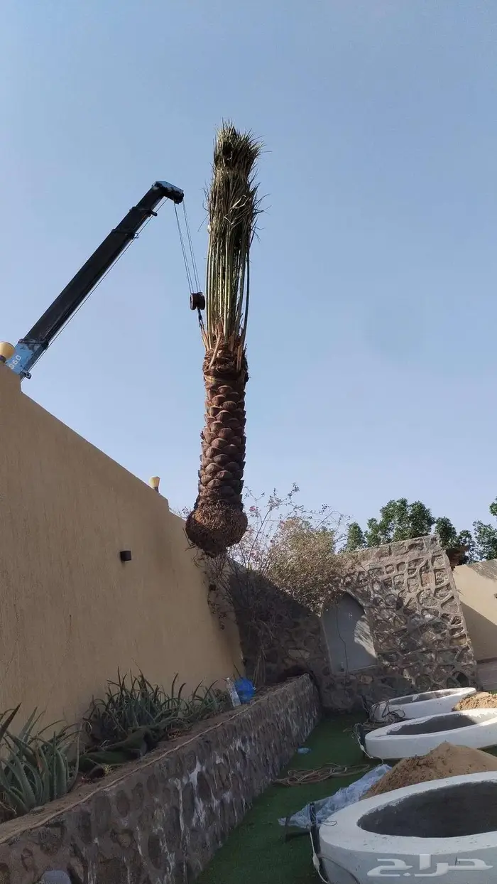 إنخل للبيع 3