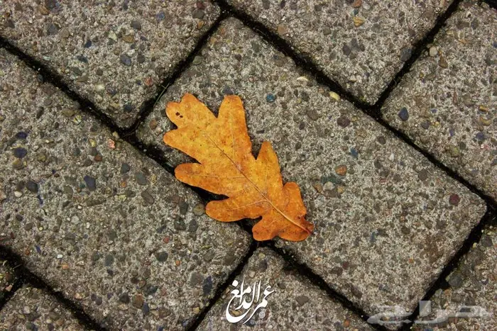 خدمات التصوير الجوية والاحترافية 65