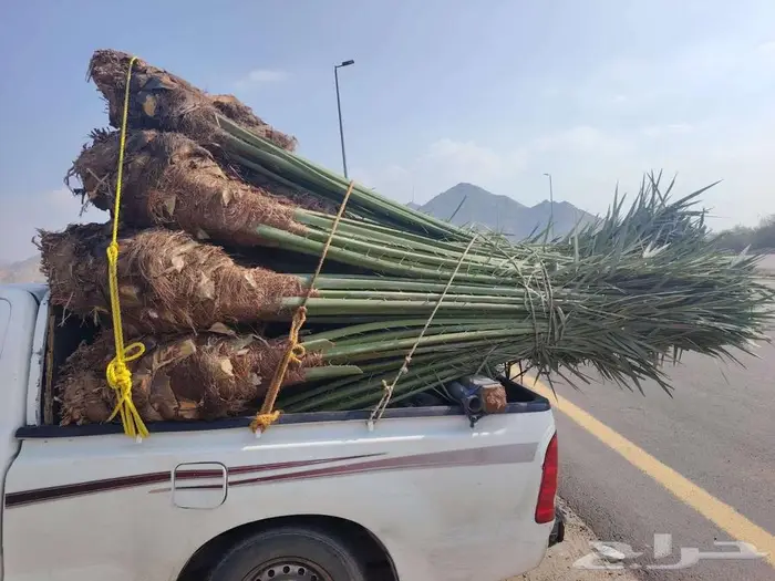 إنخل للبيع 8