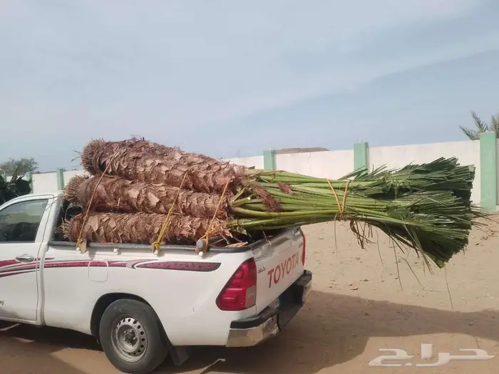 إنخل للبيع 0