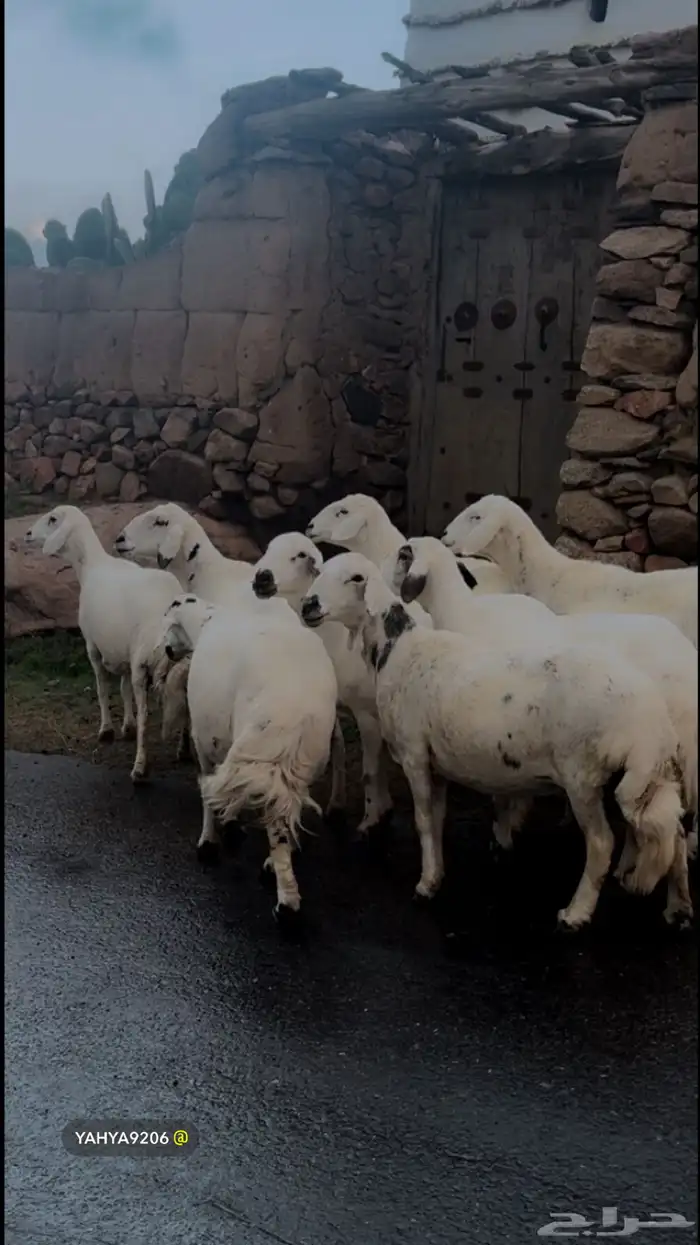 ضان صنف فاخر ( تم البيع ) 0