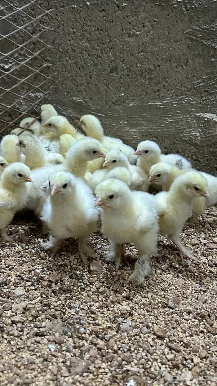 للبيع صوص براهما كولمبي 2