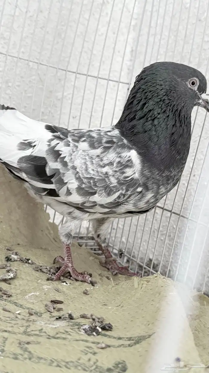 باكستاني و قطايف 9